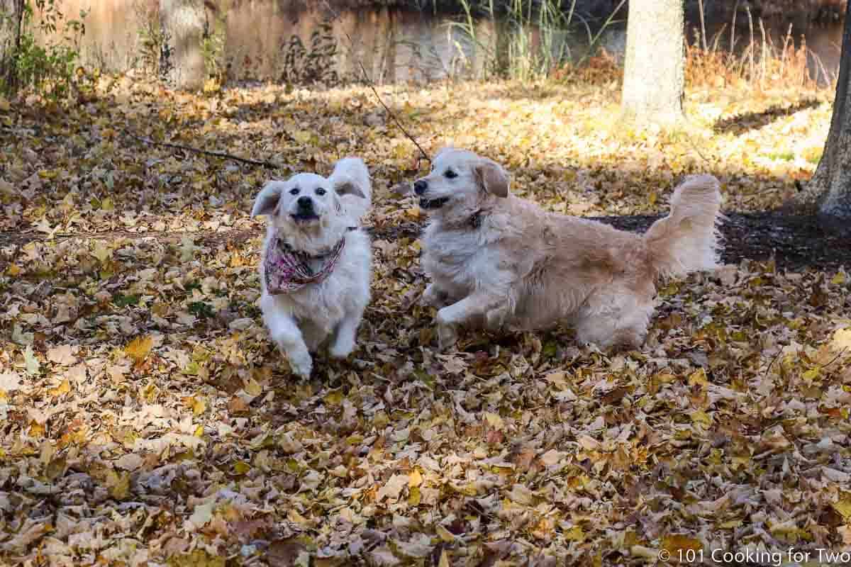 Dogs romping in leaves.