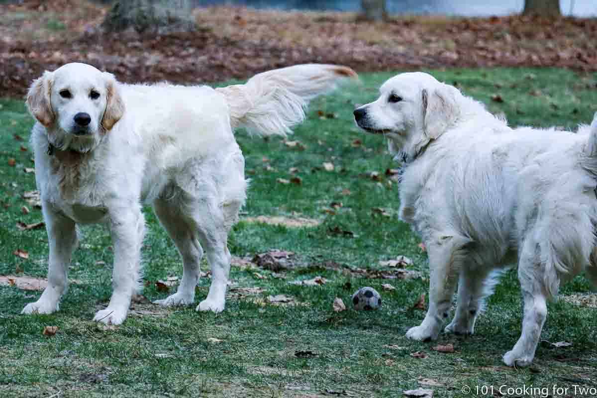 Molly and Lilly standing in a yard