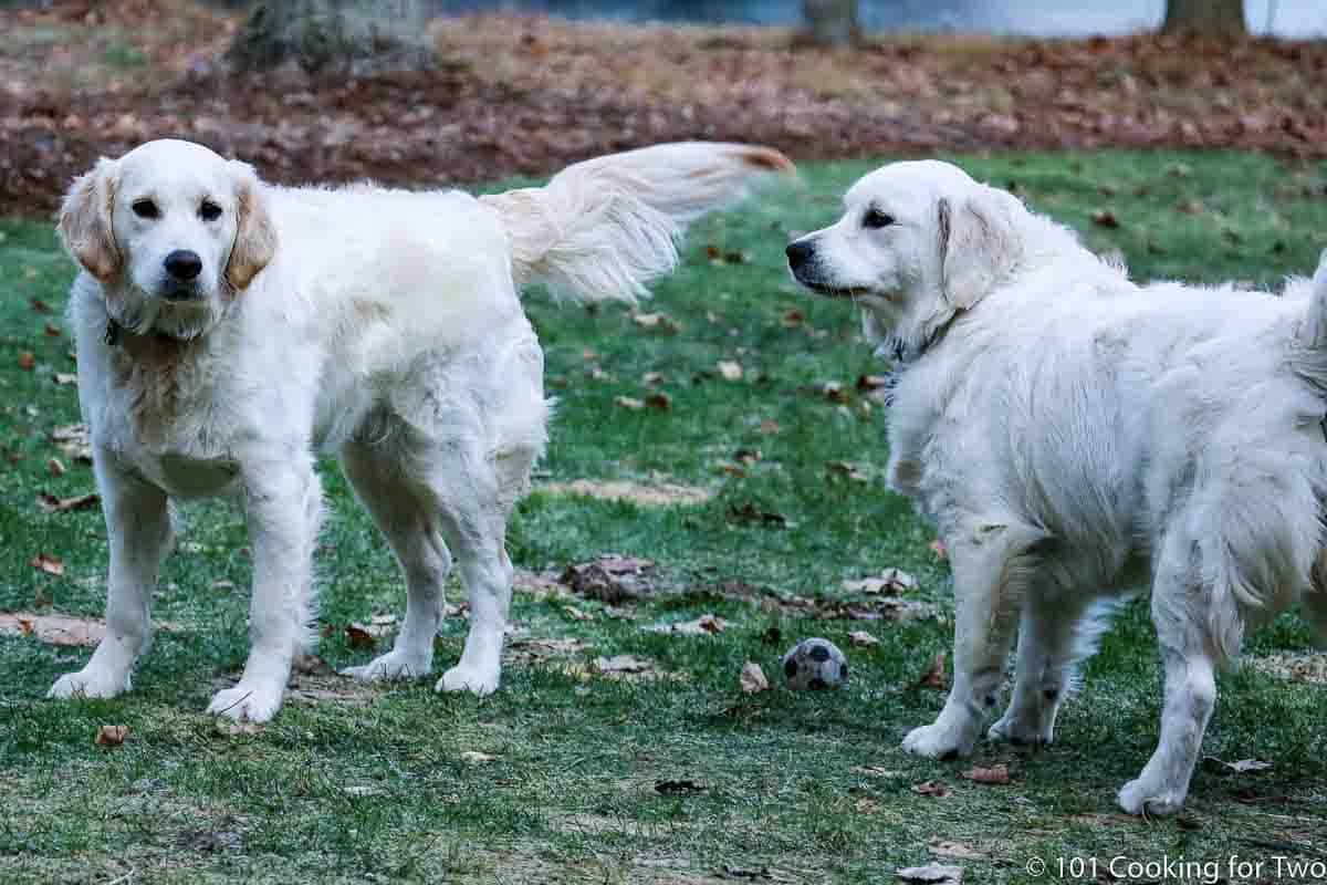 Molly and Lilly standing in a yard.