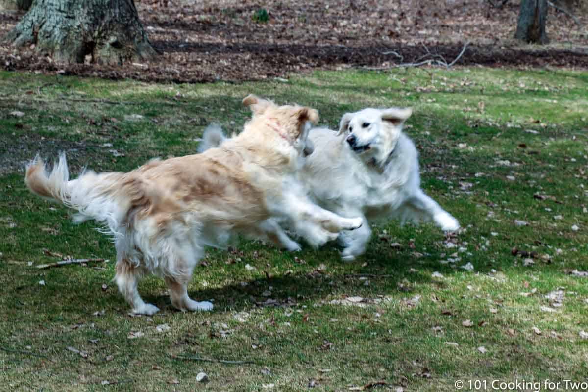 dogs romping in yard