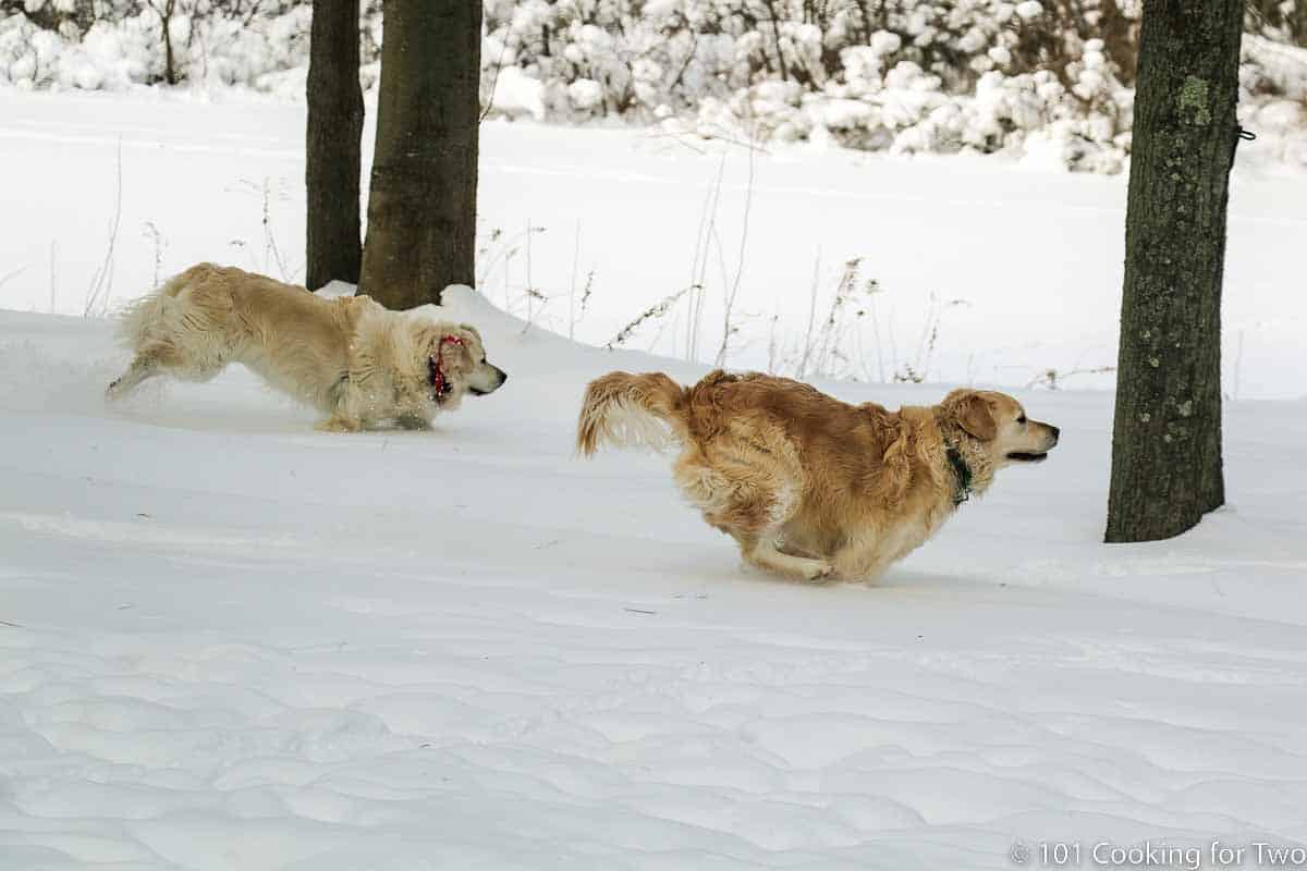 dogs running in the snow.