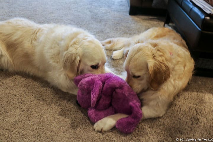 dogs with purple puppy