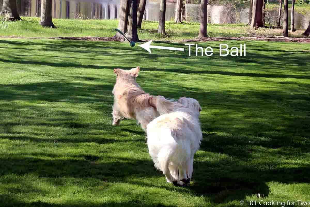 Molly and Lilly chasing the ball.