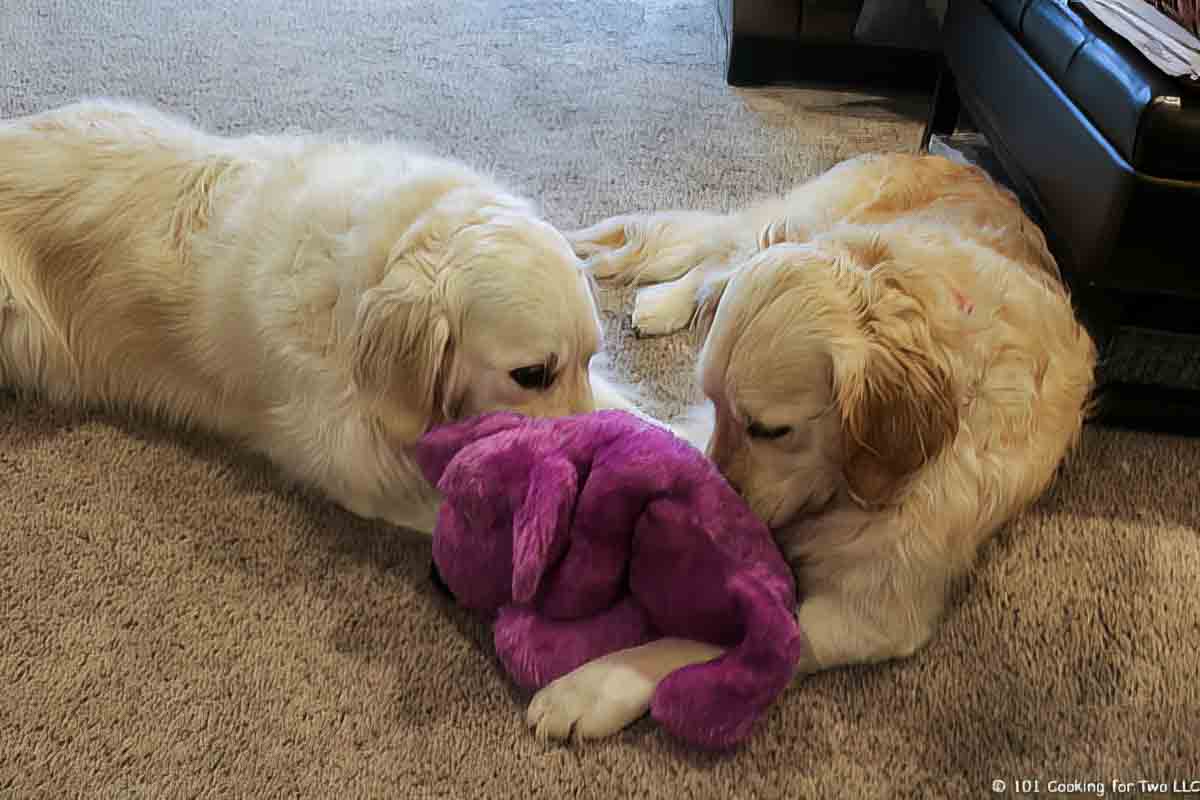 Dogs with purple puppy toy.