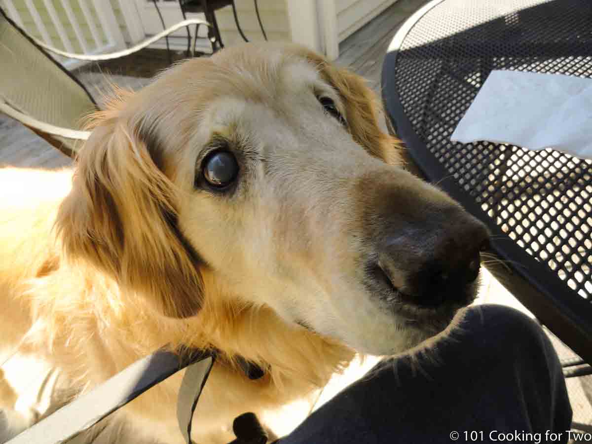 Jake begging for food.