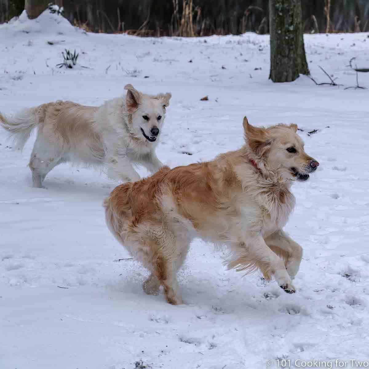 Molly and Lilly playing in a snowy yard.