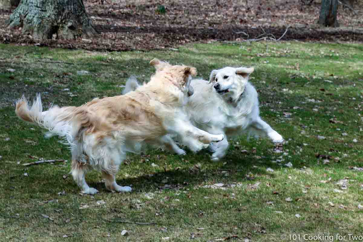 Lilly and Molly jumping in the yard.