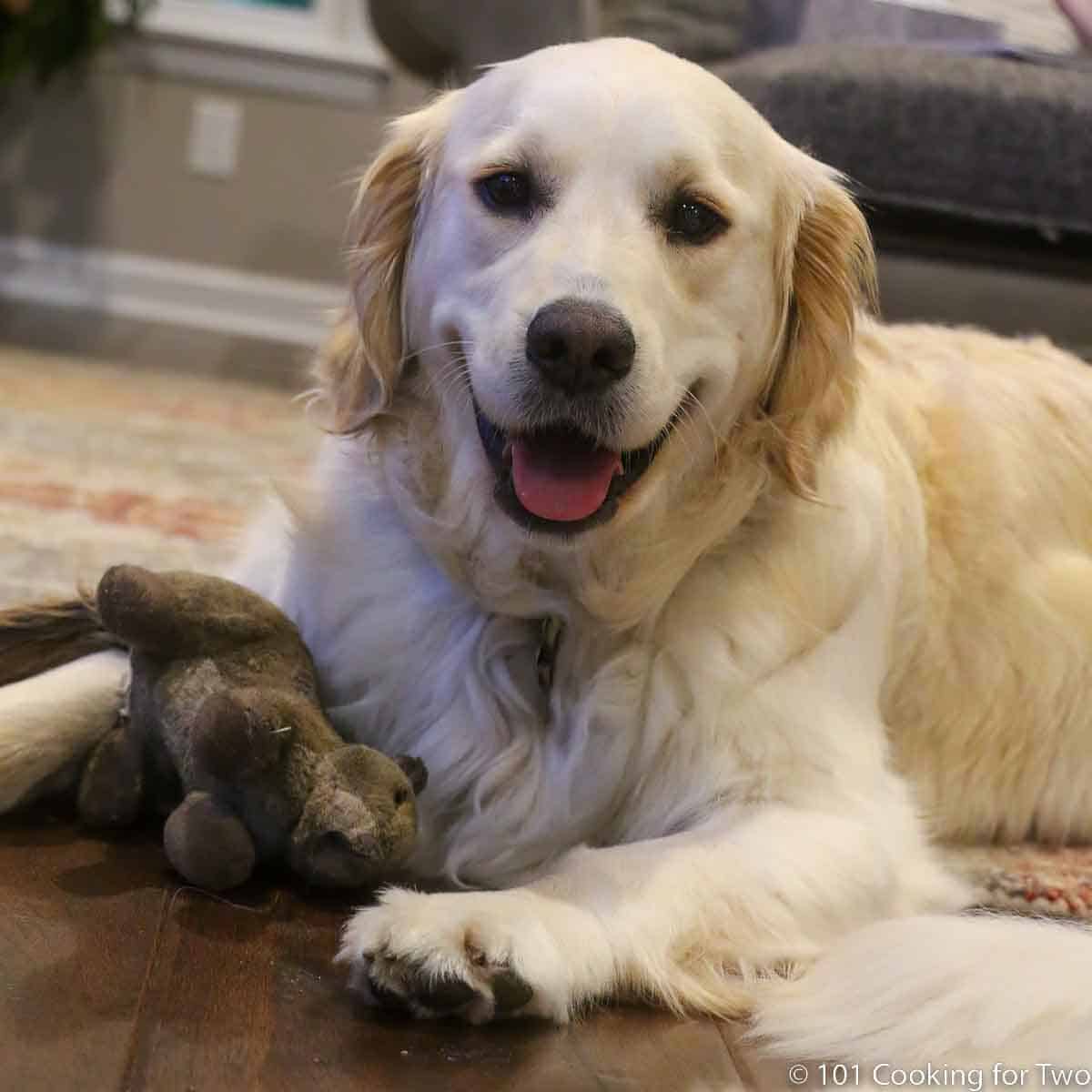 Lilly dog head shot with toy.