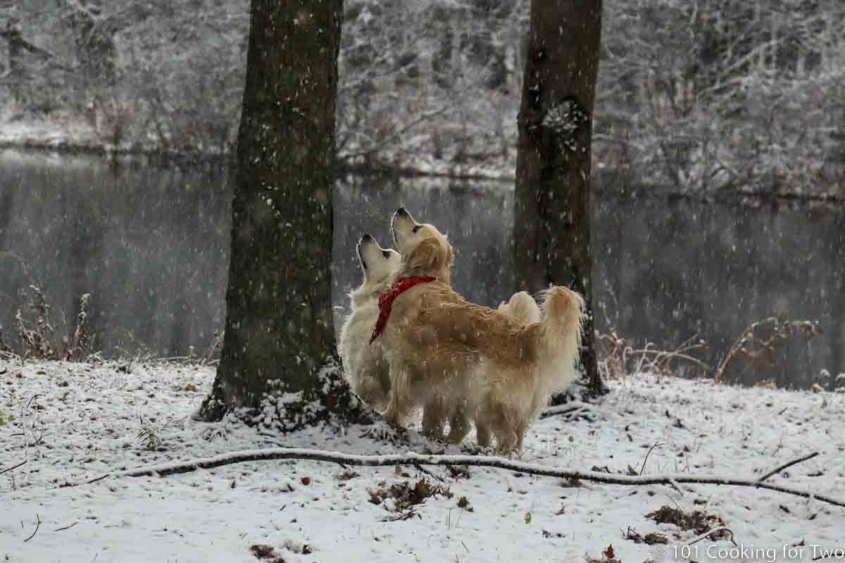 Molly and Lilly looking for Mr Squirrel in the snow.