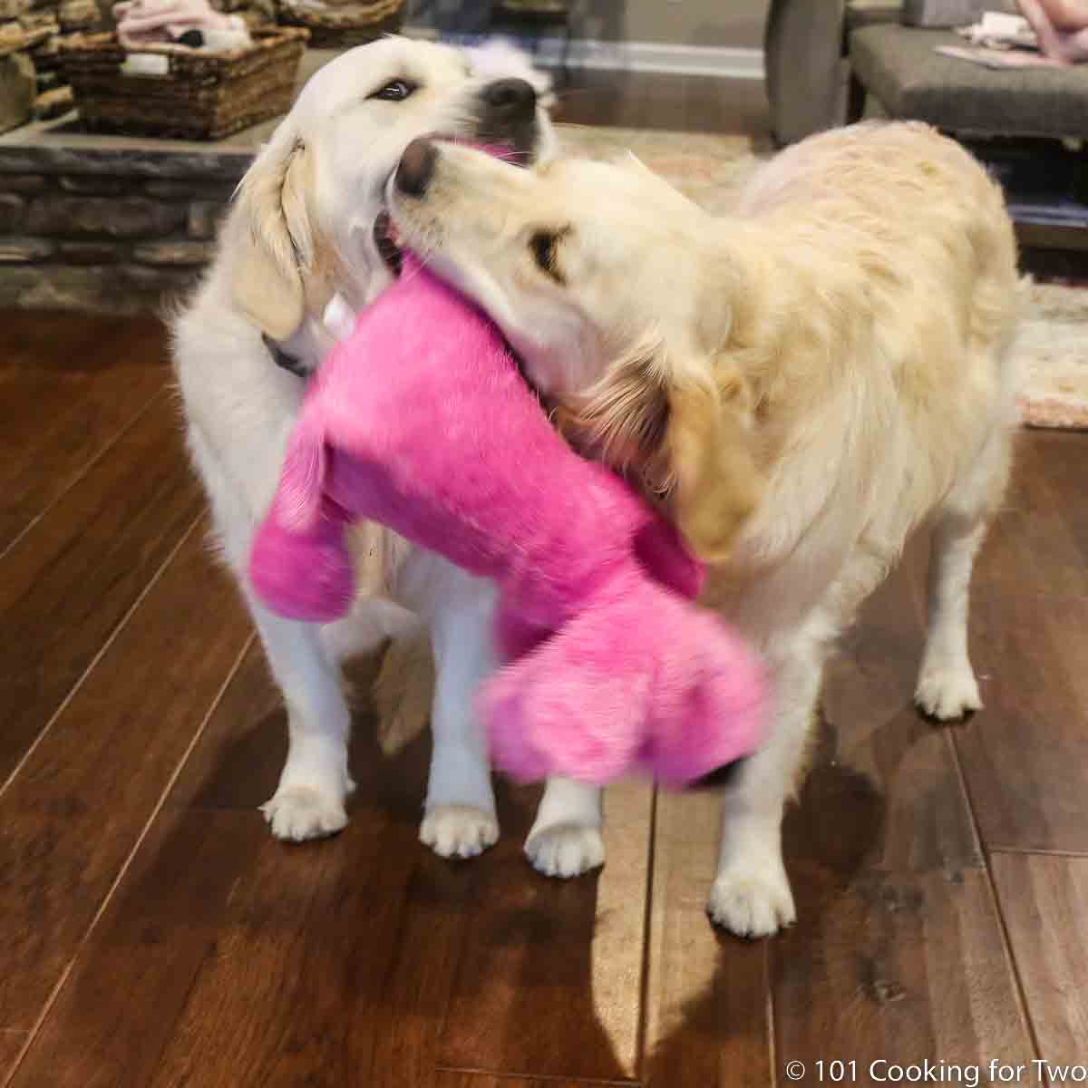Molly and Lilly with pink puppy.