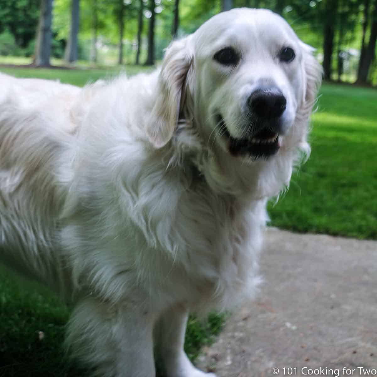 Molly in the yard