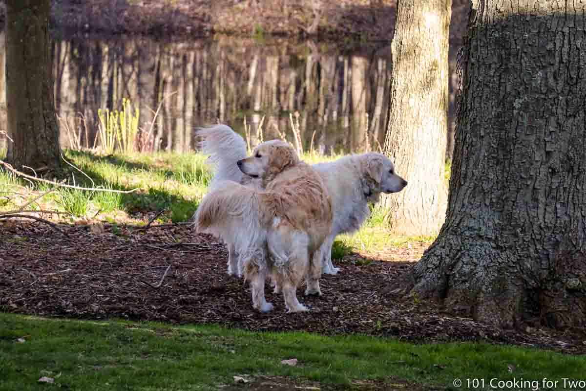 dogs by the pond and trees.