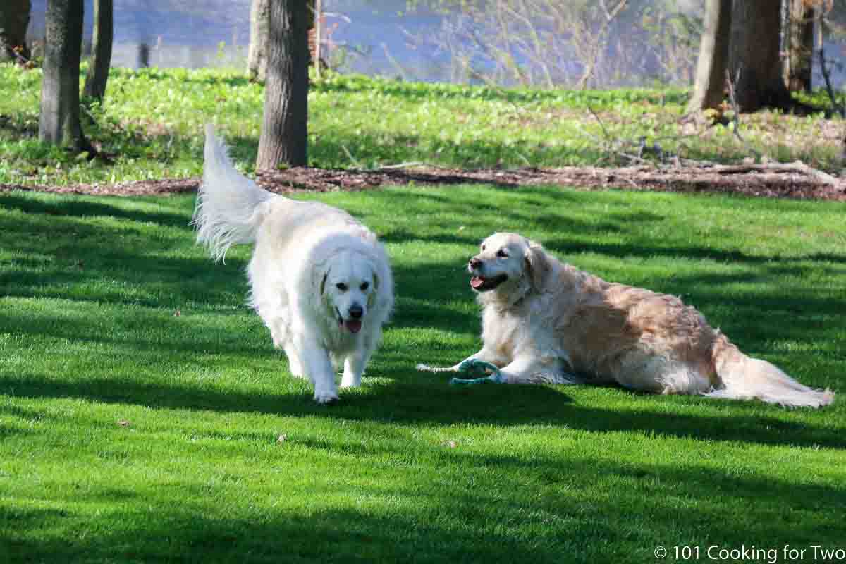dogs in the green yard 1