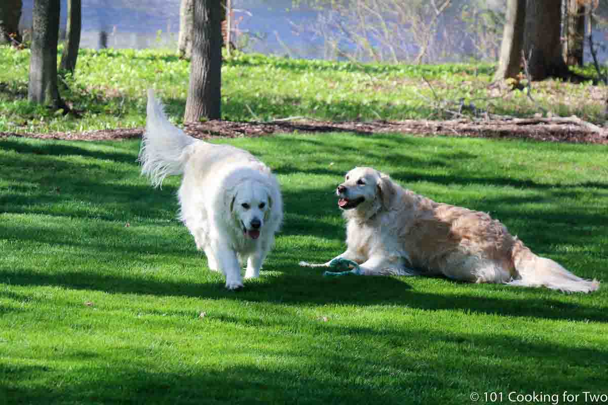 Dogs in the green yard.