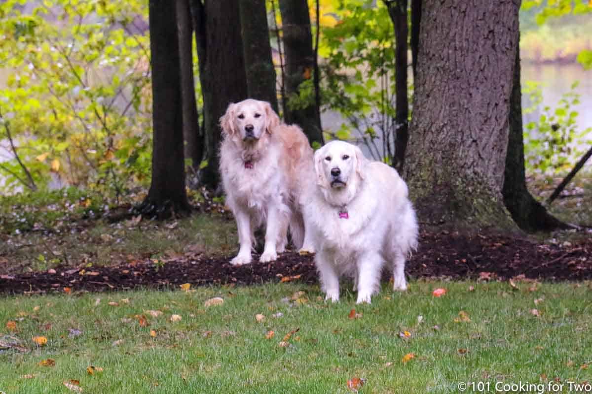 dogs int the yard with their favorite trees.