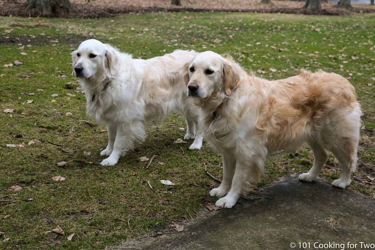 dogs standing in the yard.