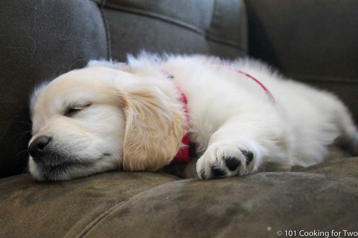 8 week old Lilly sleeping on the ride home