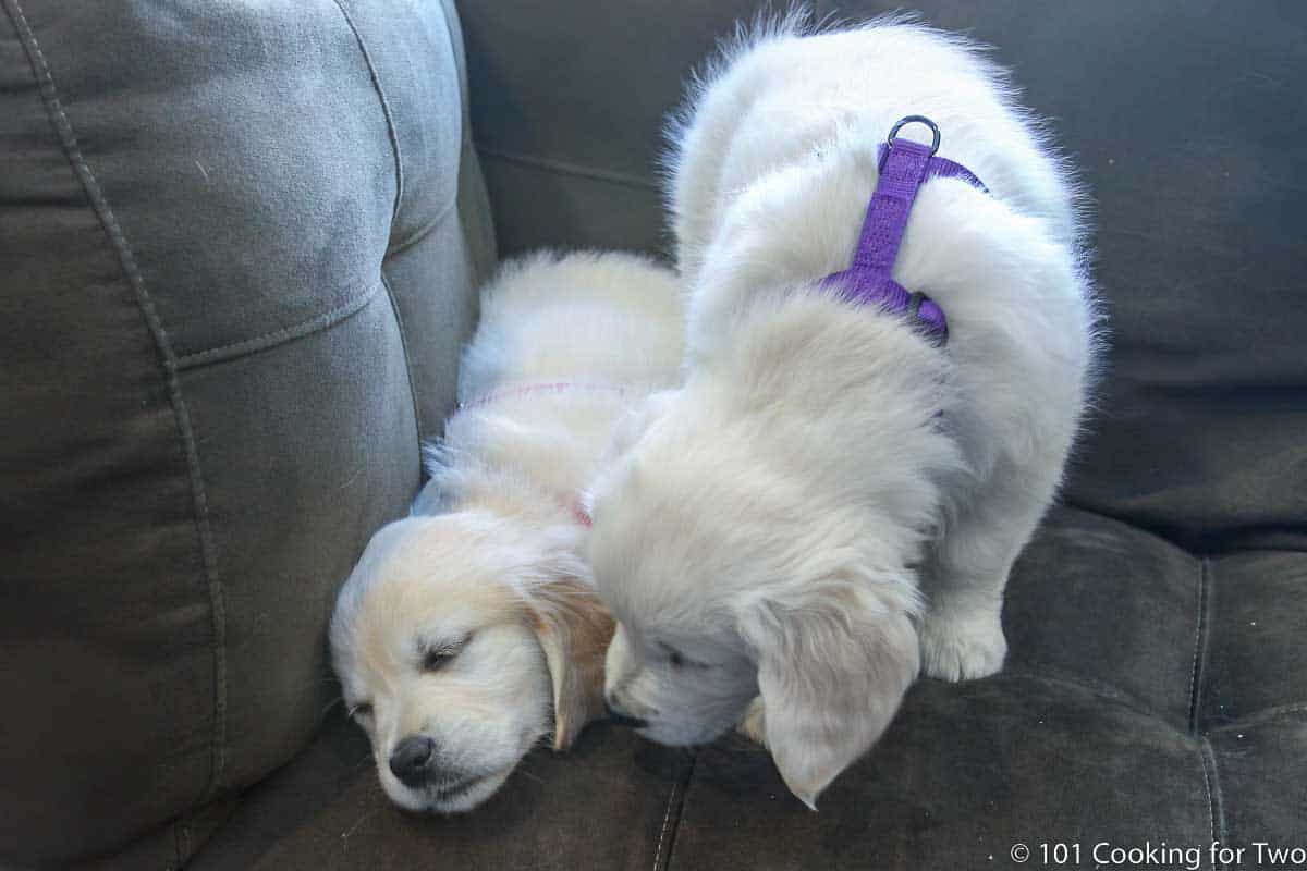 8 week old Molly checking on her sister