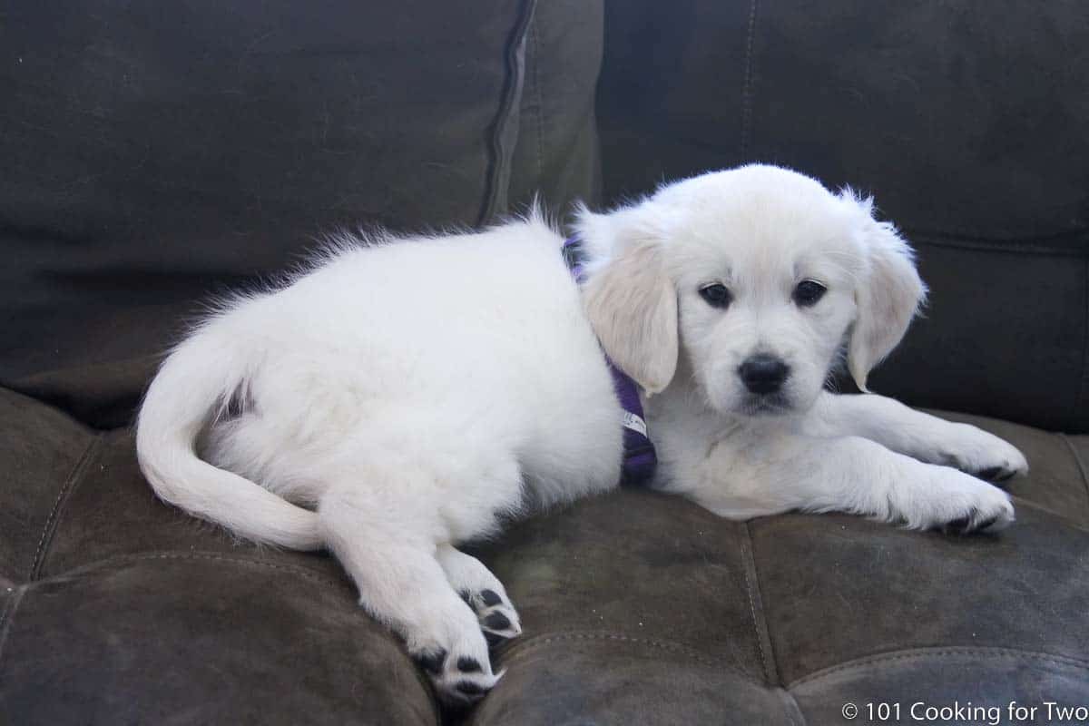 8 week old Molly on the ride home