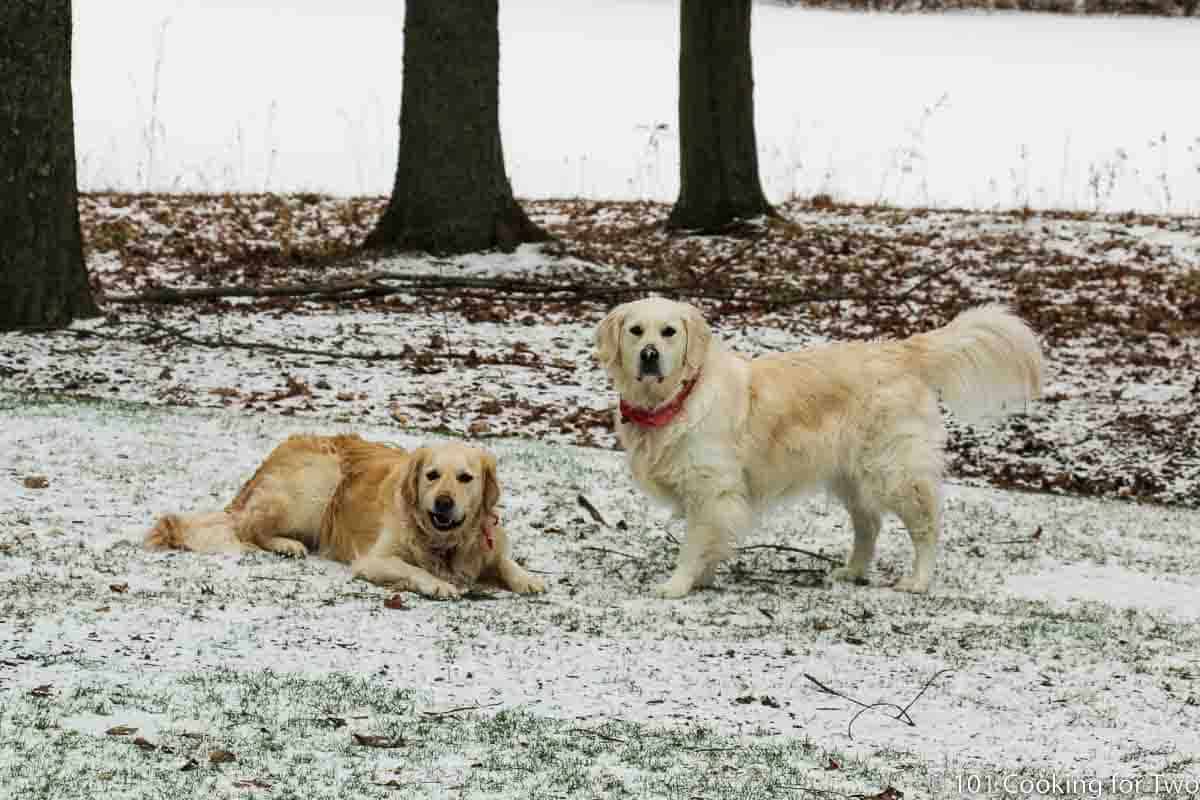 Dogs in Snow.