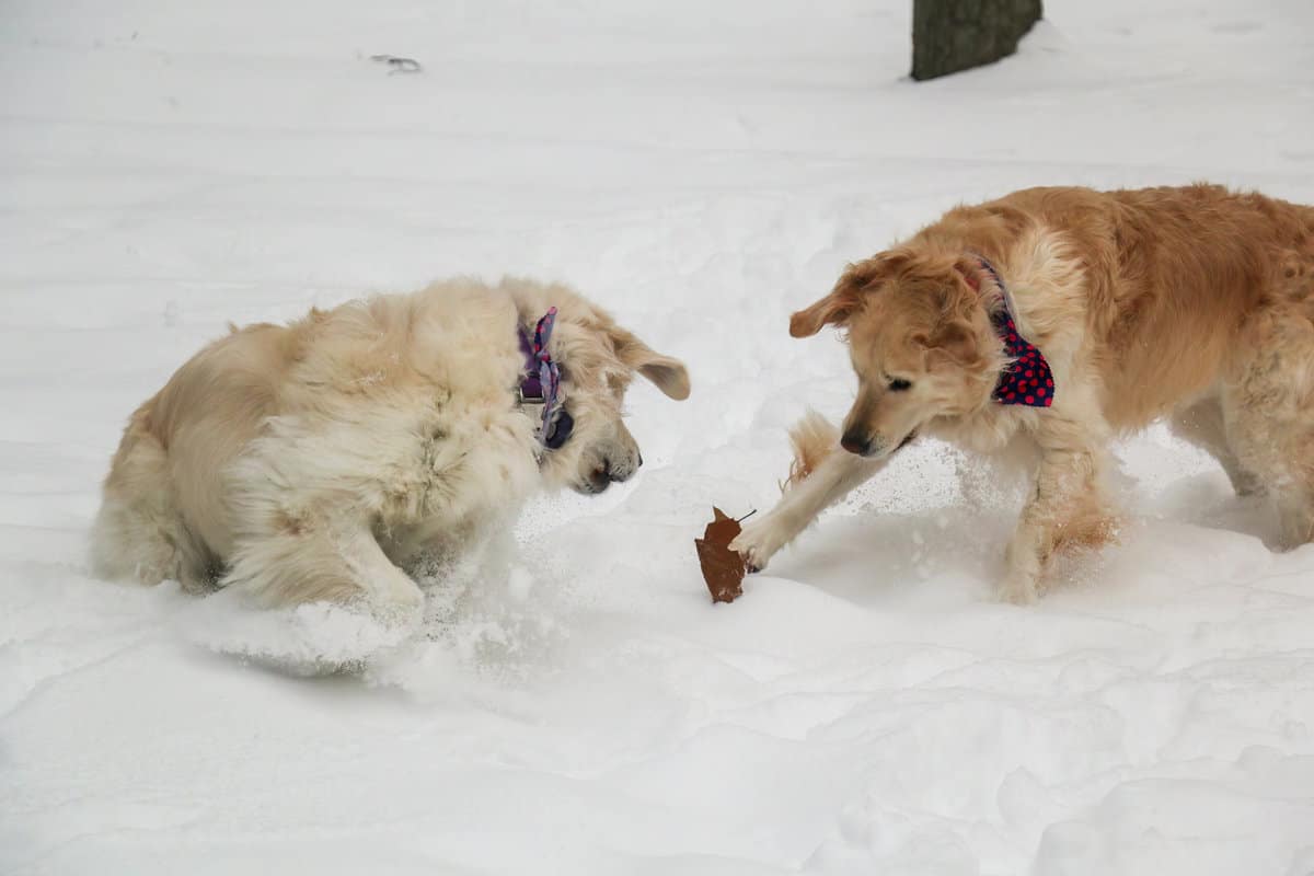 Dogs playing with a leaf in the snow.