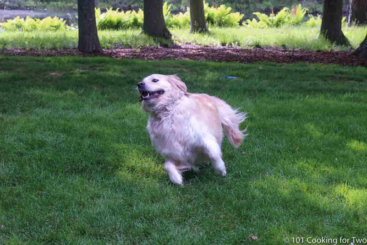 Happy Lilly running in grass.