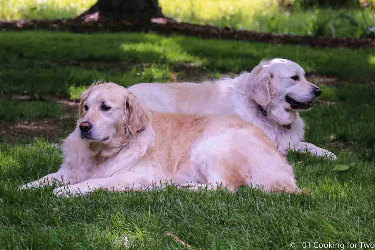 Lazy Molly and Lilly in green grass.