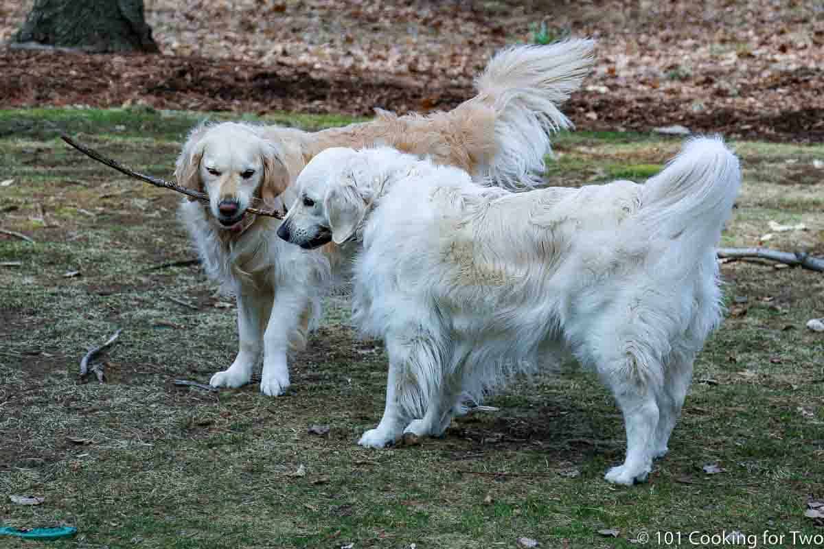 Lilly and Molly sharing a stick.