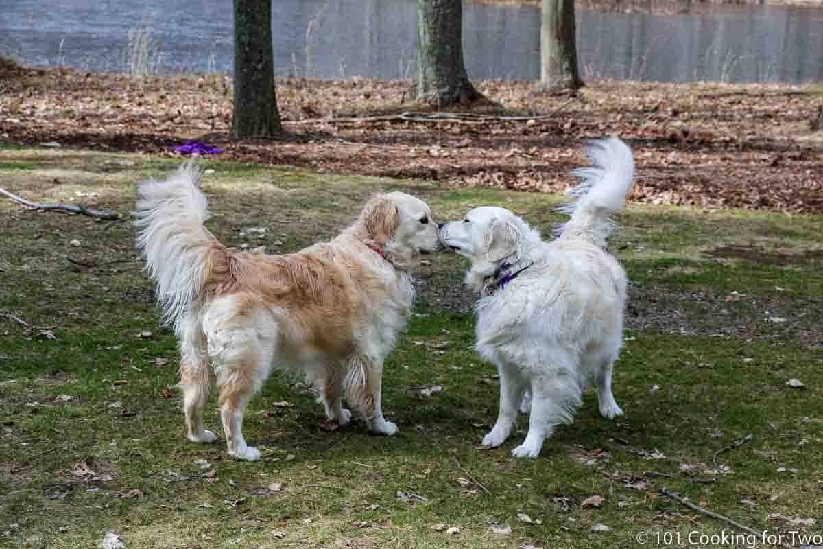 Lilly and Molly standing nose to nose.