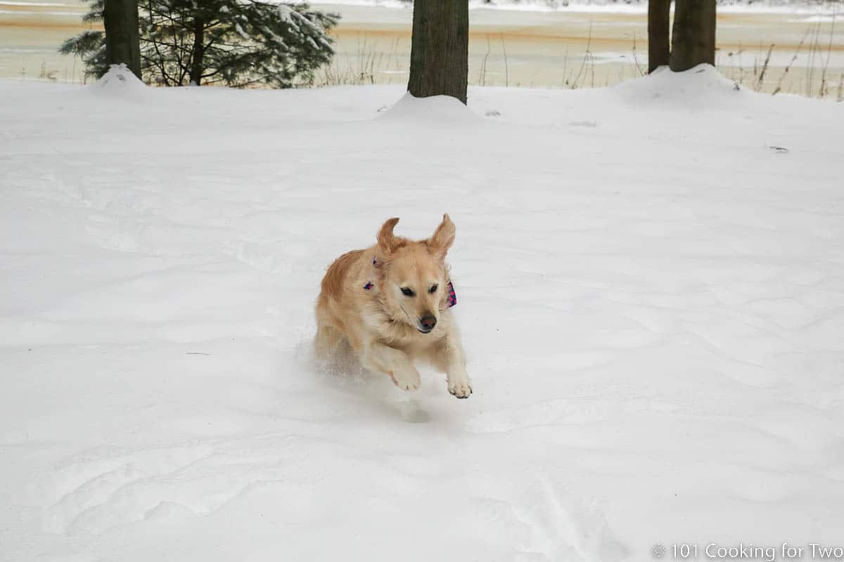 Lilly running hard in snow.