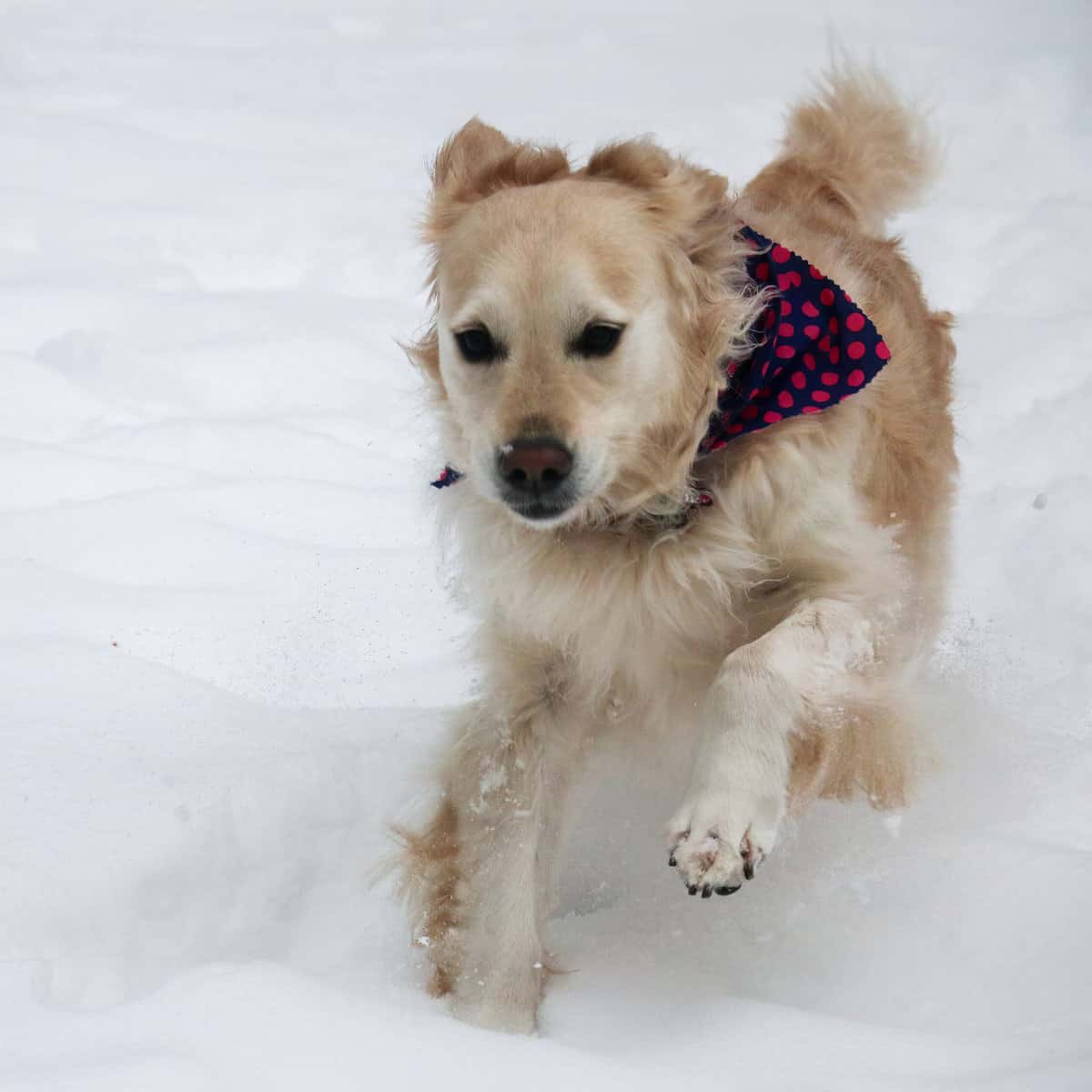 Lilly running in the snow with bandana.