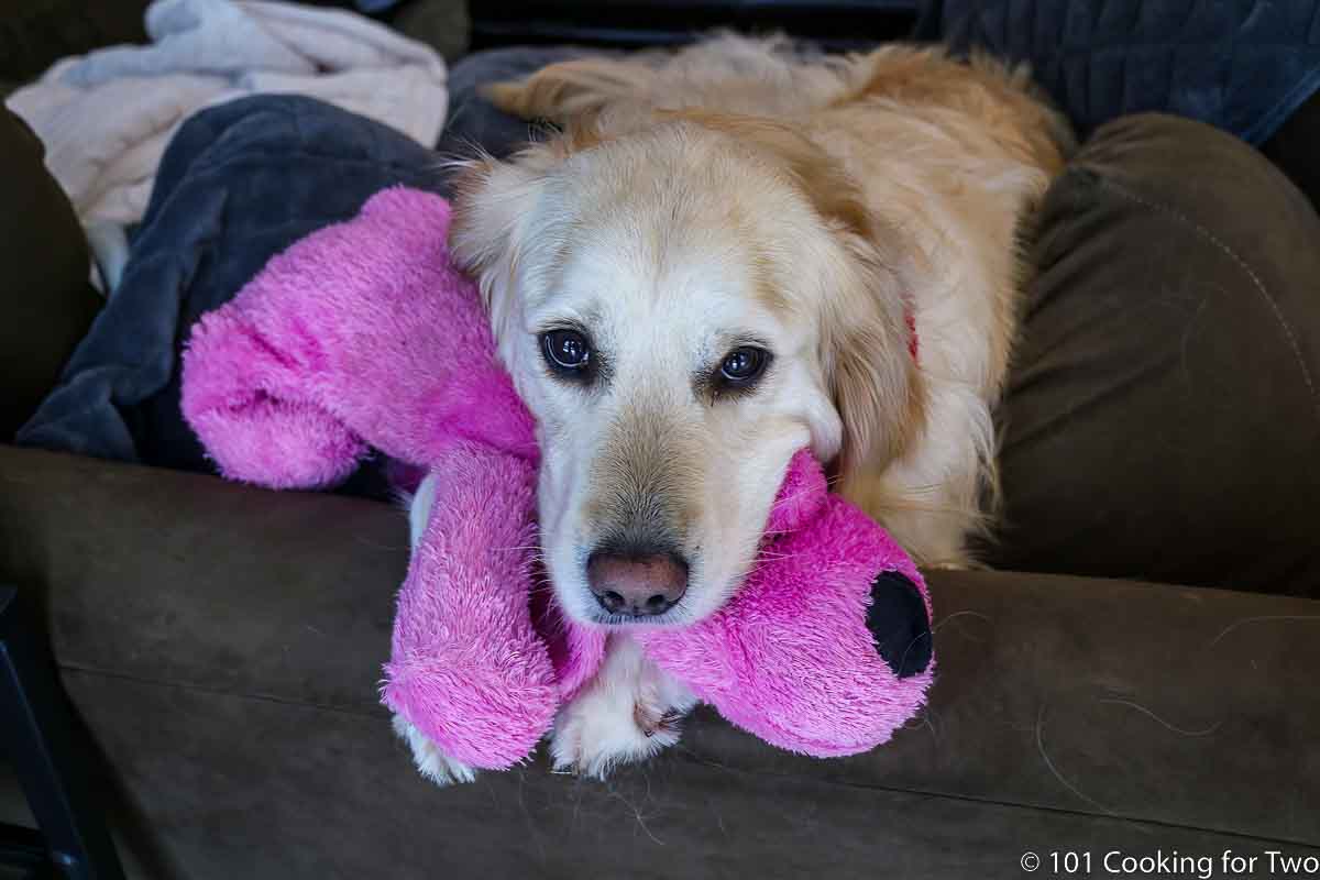Lilly with purple puppy.