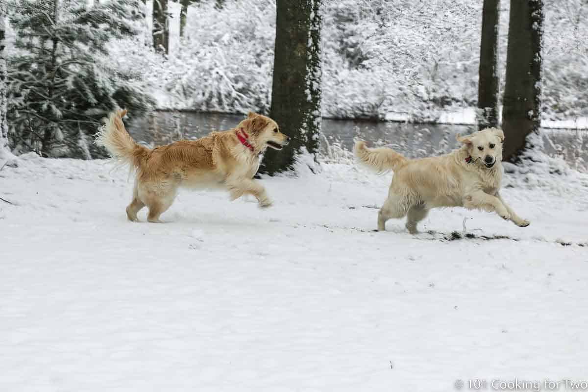 Molly and Lilly running in the snow.