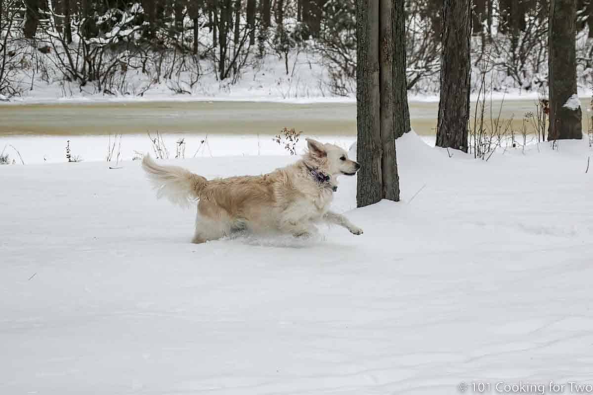 Molly running hard in snow