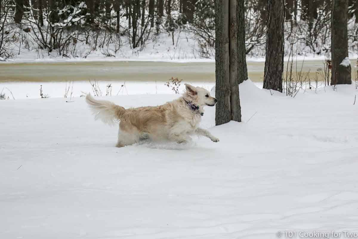 Molly running hard in snow.