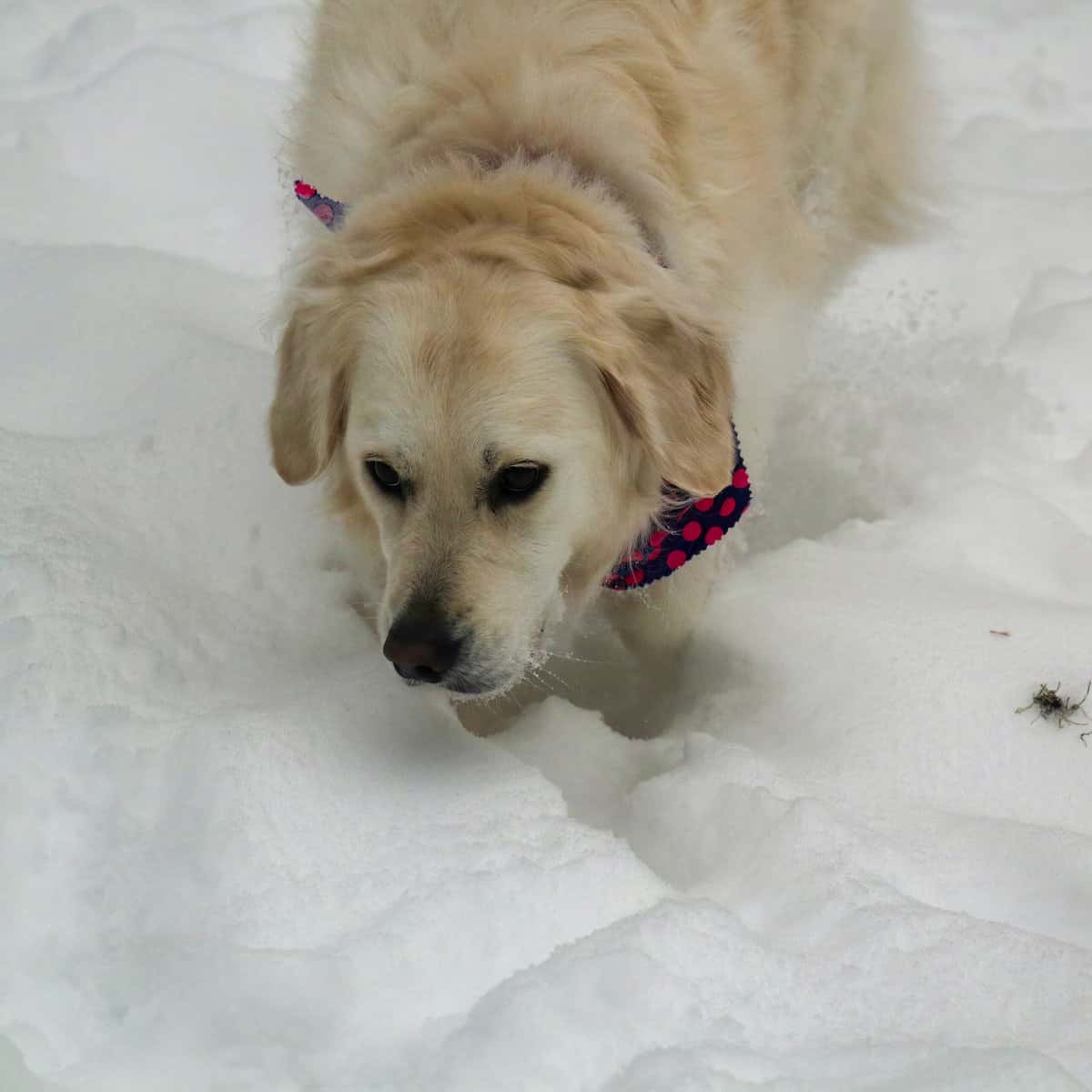 Molly running in the snow with bandana.