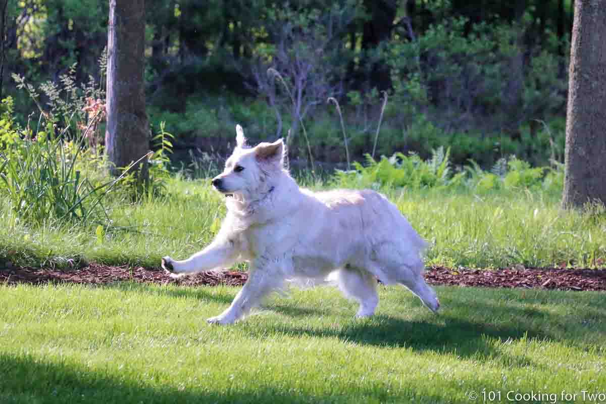 Molly running with ear llop.