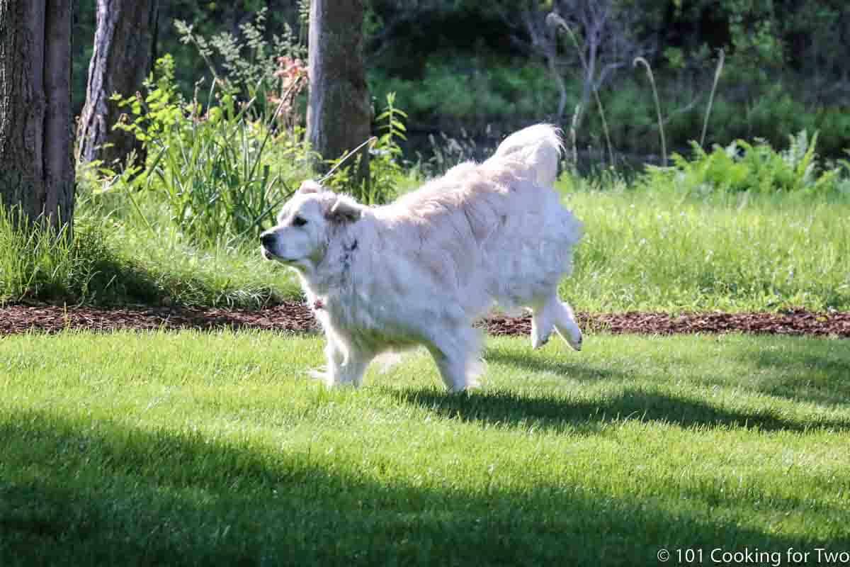 Molly running in a green yard.