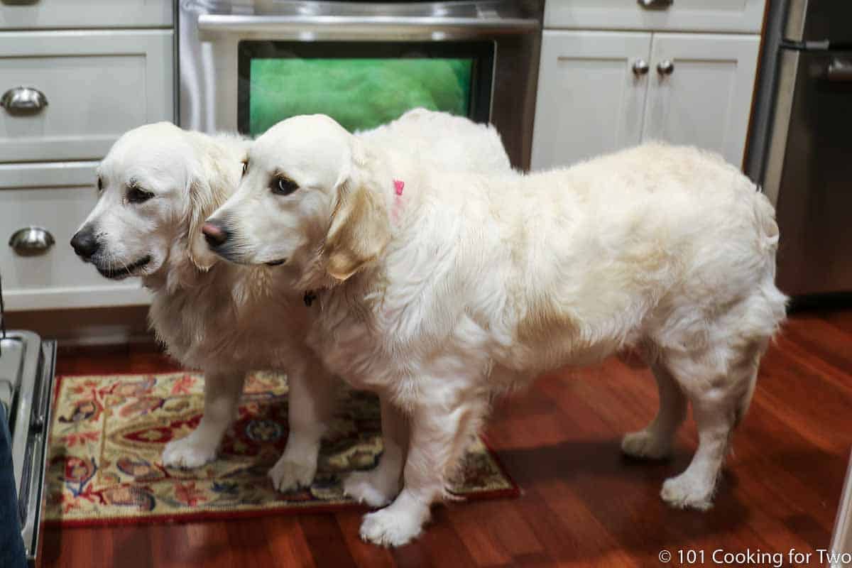 Dogs helping in the kitchen.