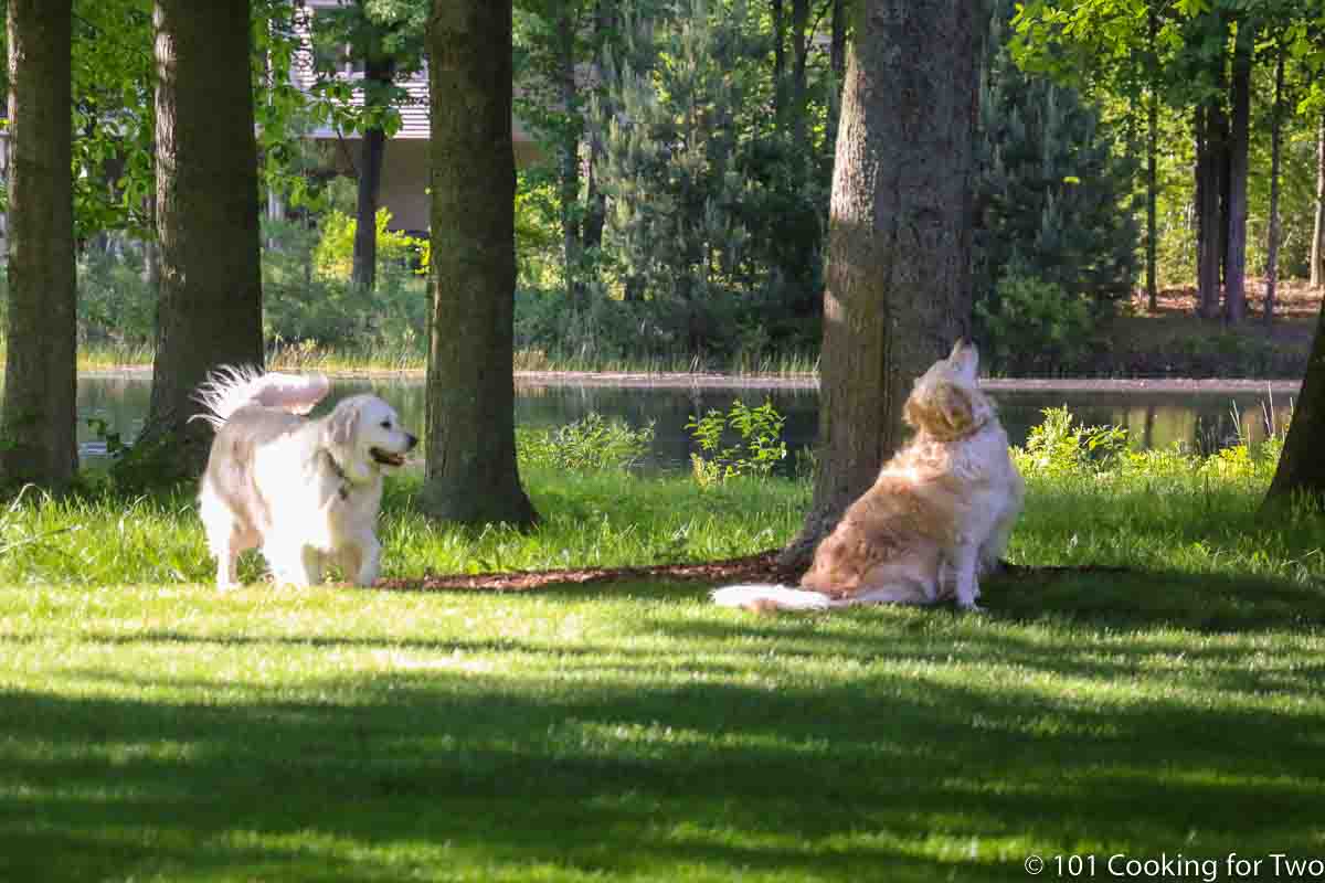 dogs looking for squirrals.