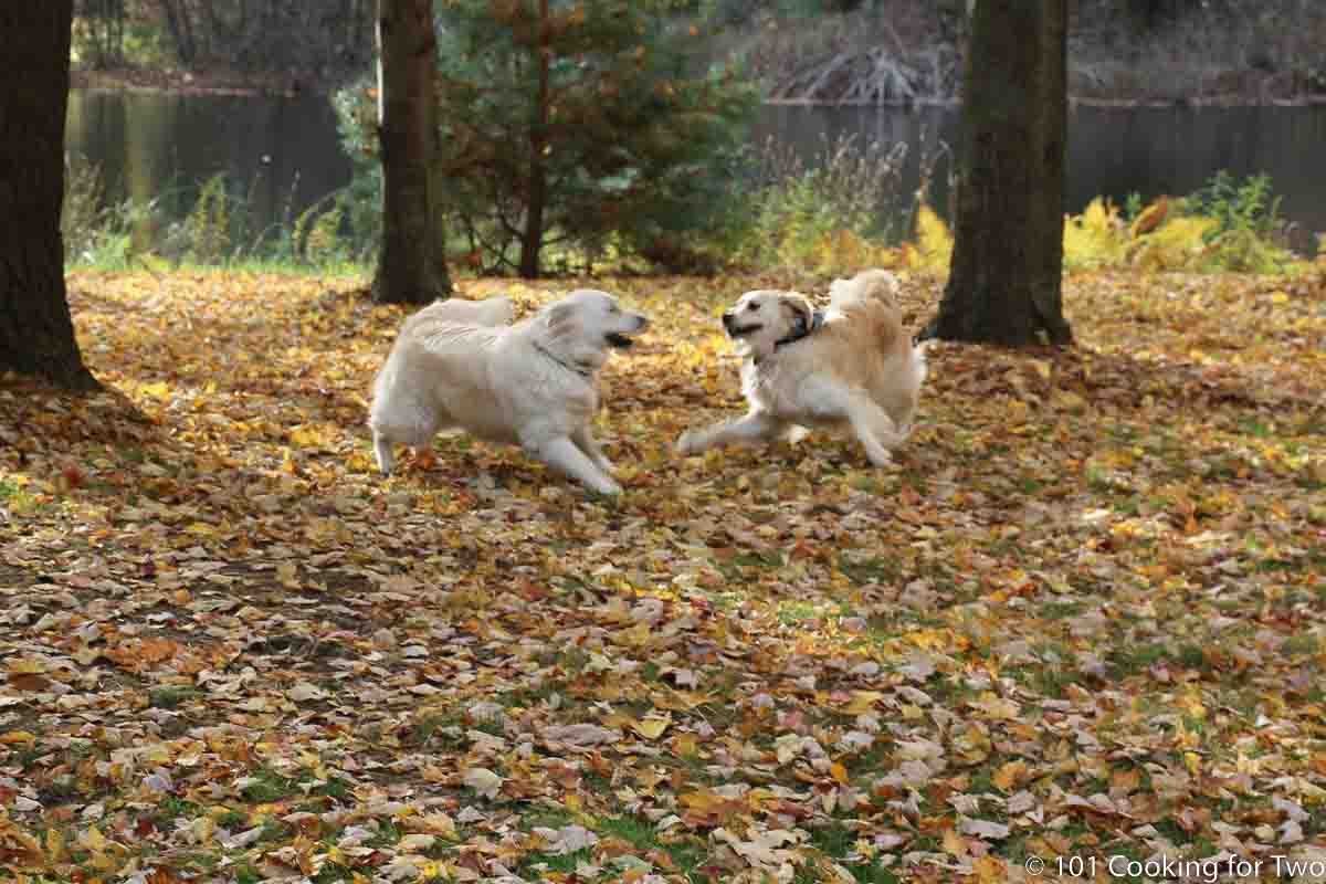 dogs playing in leaf pile.
