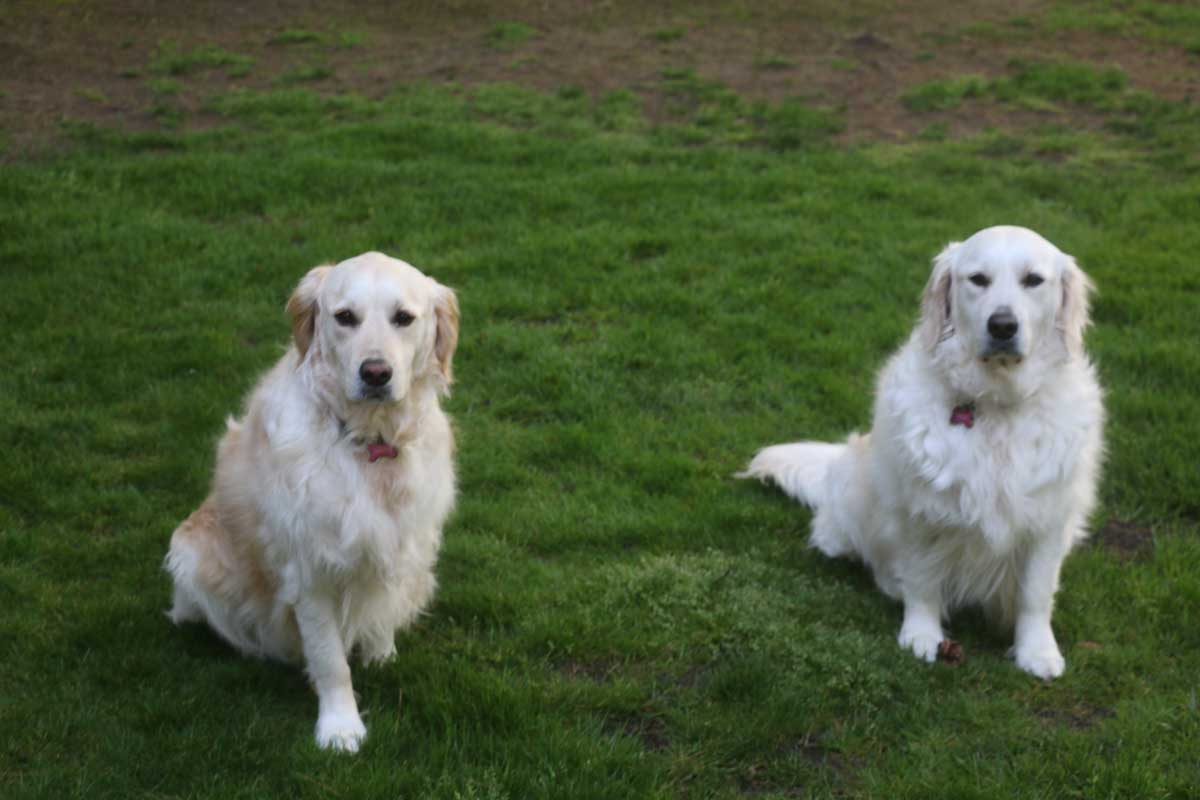 dogs setting in green yard