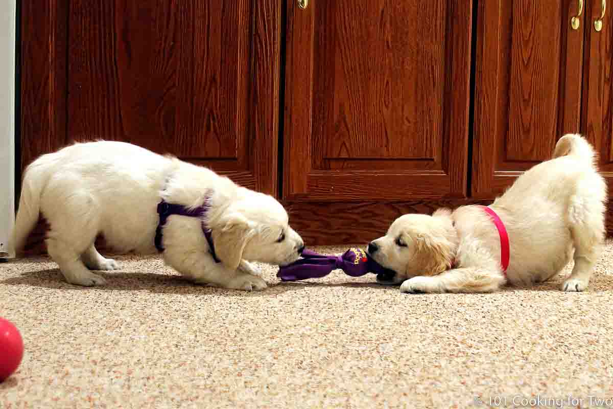 Molly and Lilly first night home playing tug