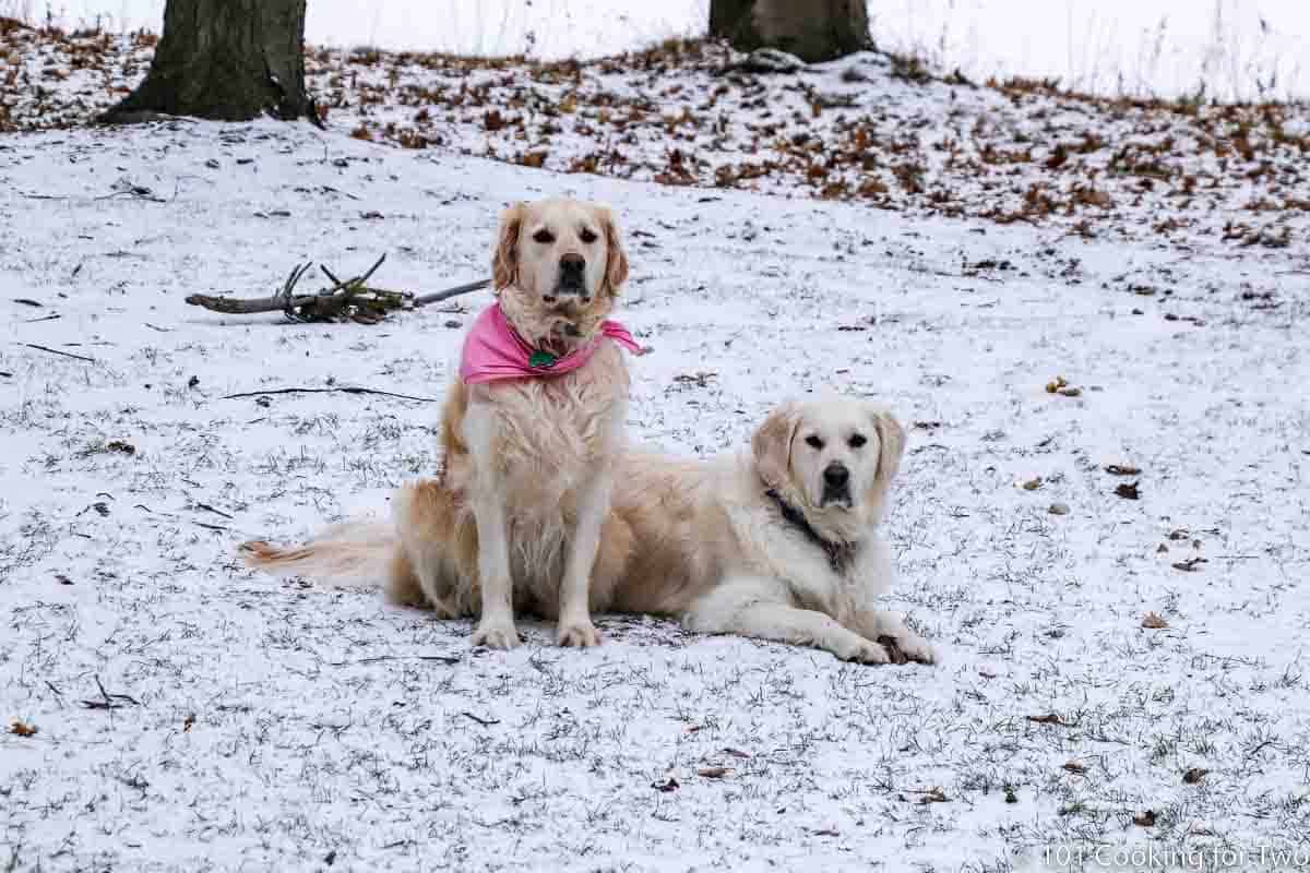 dogs in snow.