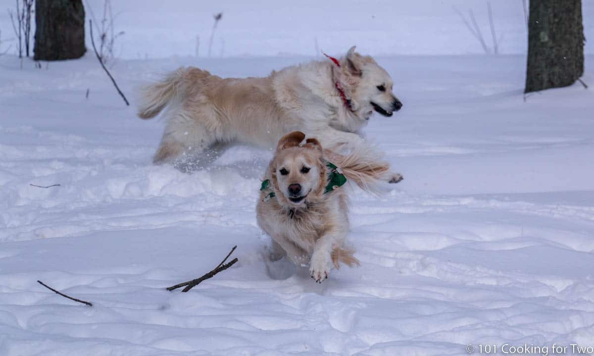 Dogs running hard in snow.