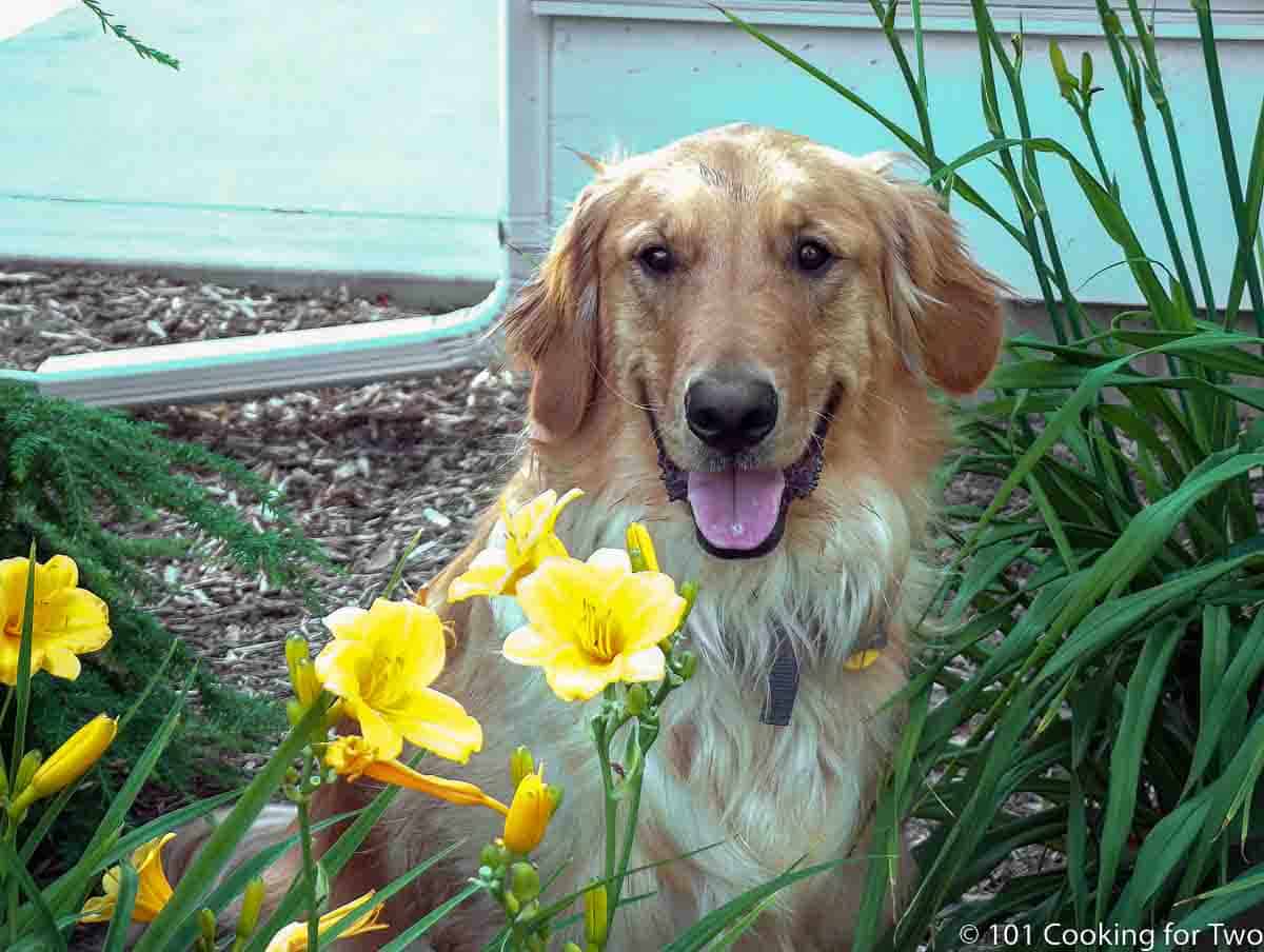 Jake in the flowers in 2010.