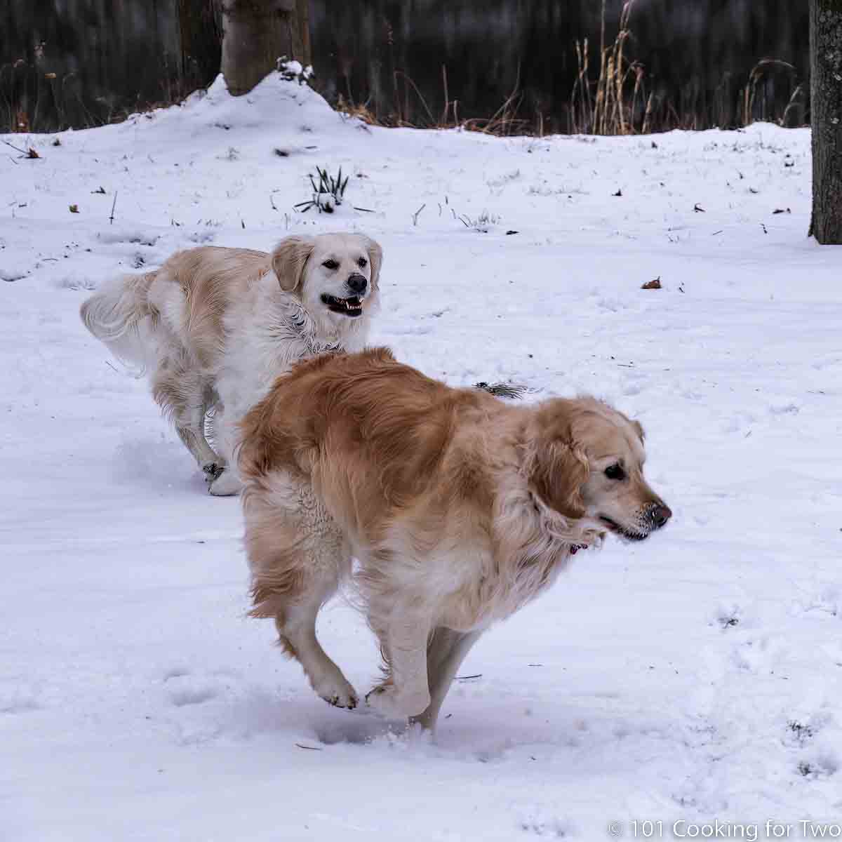 Lilly and Molly chase in a snowy yard