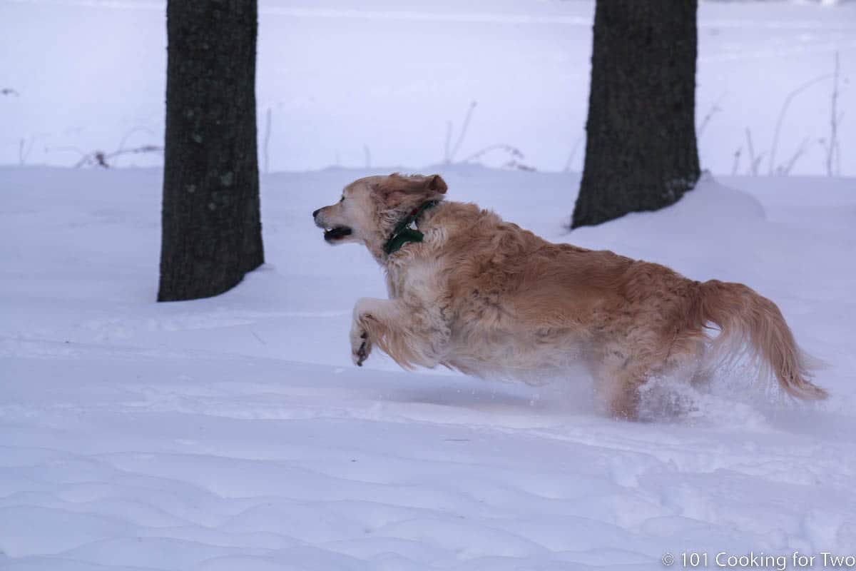 Lilly running hard in snow.