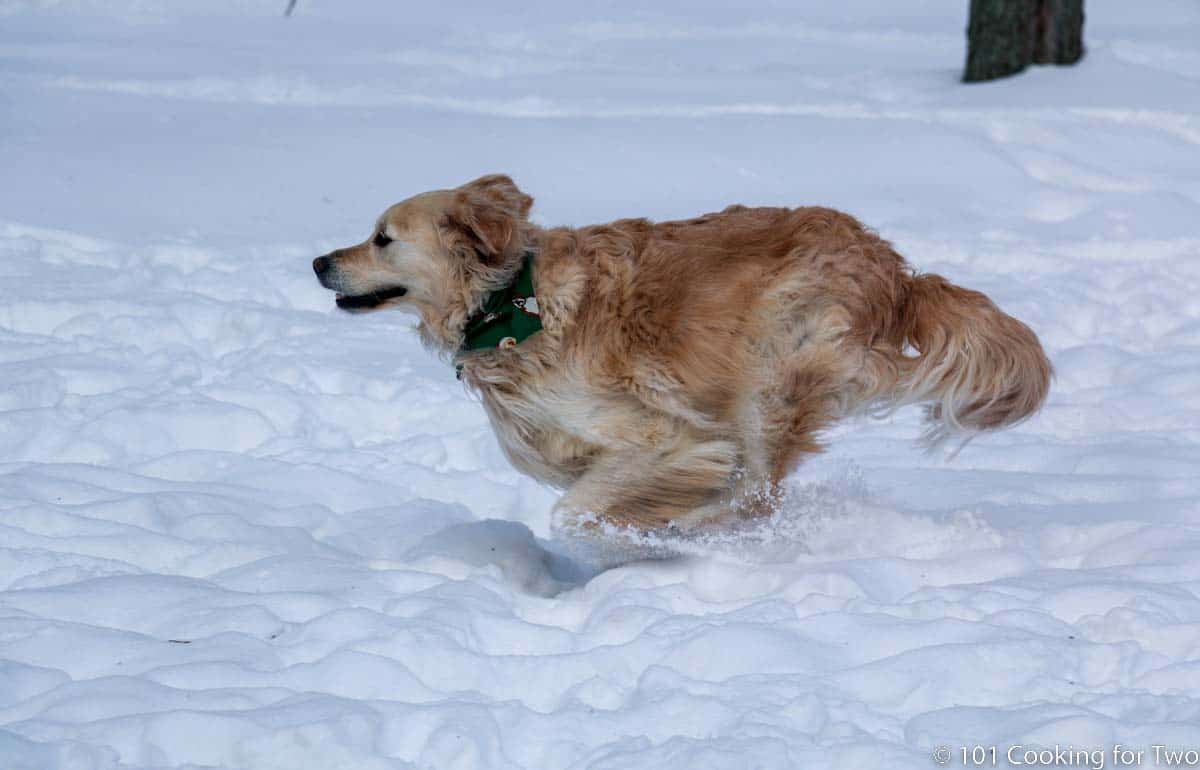 Lilly running hard in snow.