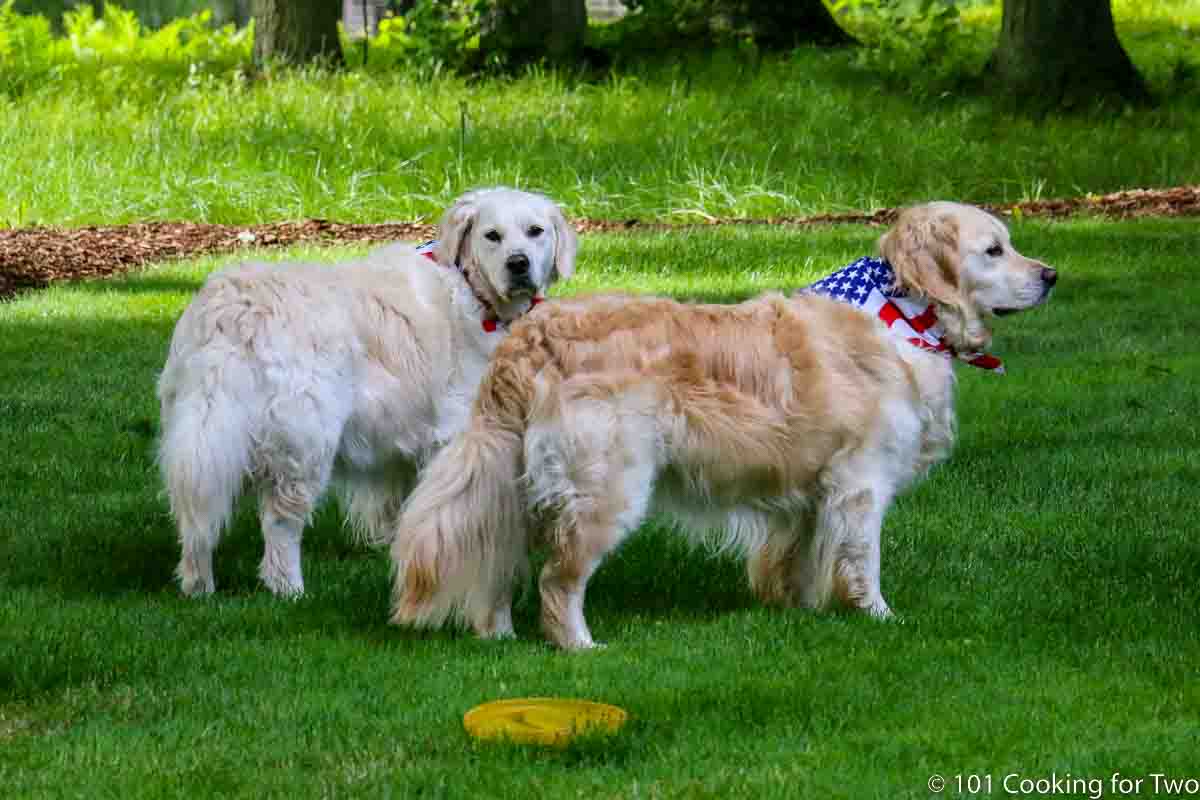 Molly and Lilly in the green yared with flag bandanas.